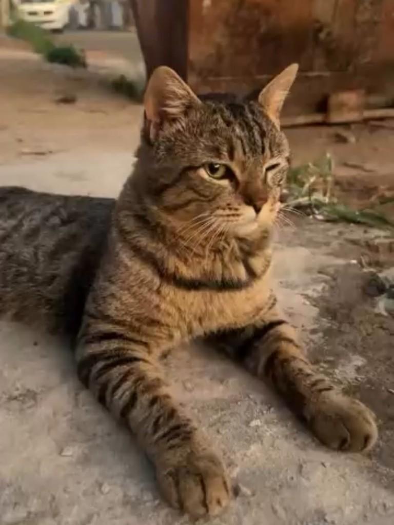 Zezinho, gato de porte médio para adoção em Patos de Minas - MG
