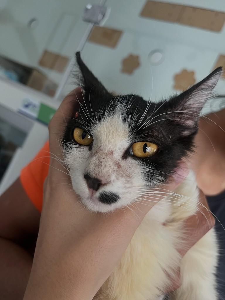 Linkin, gato de porte pequeno para adoção em Patos de Minas - MG