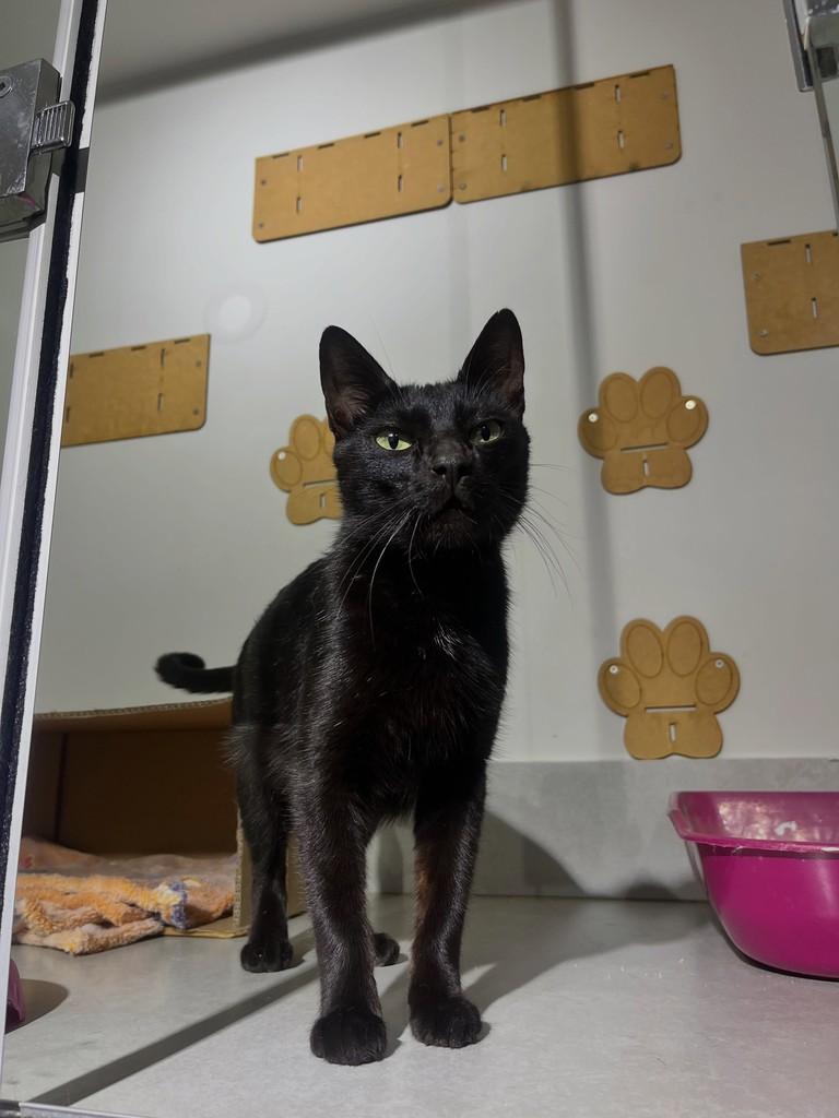 Morgana, gata de porte pequeno para adoção em Patos de Minas - MG
