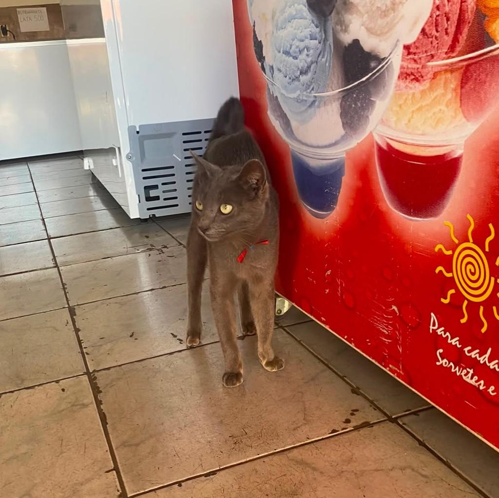 Picolé, gato de porte pequeno para adoção em Patos de Minas - MG