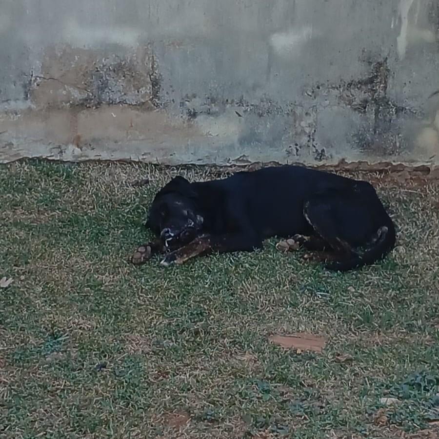 Preto, cachorro de porte médio para adoção em Patos de Minas - MG