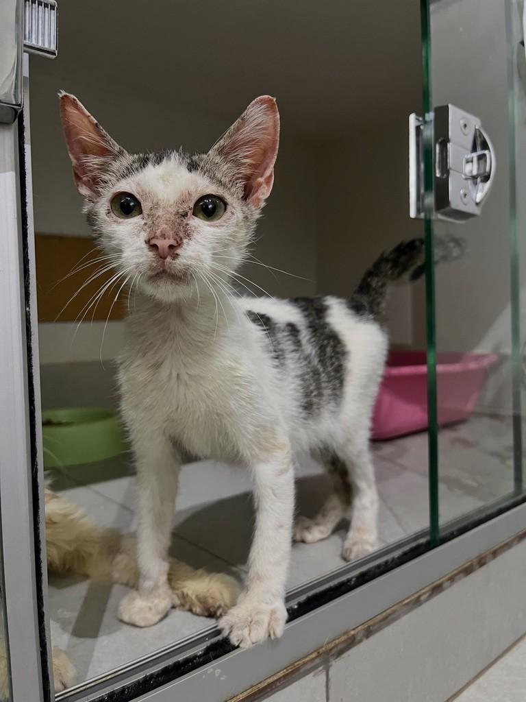 João, gato de porte pequeno para adoção em Patos de Minas - MG