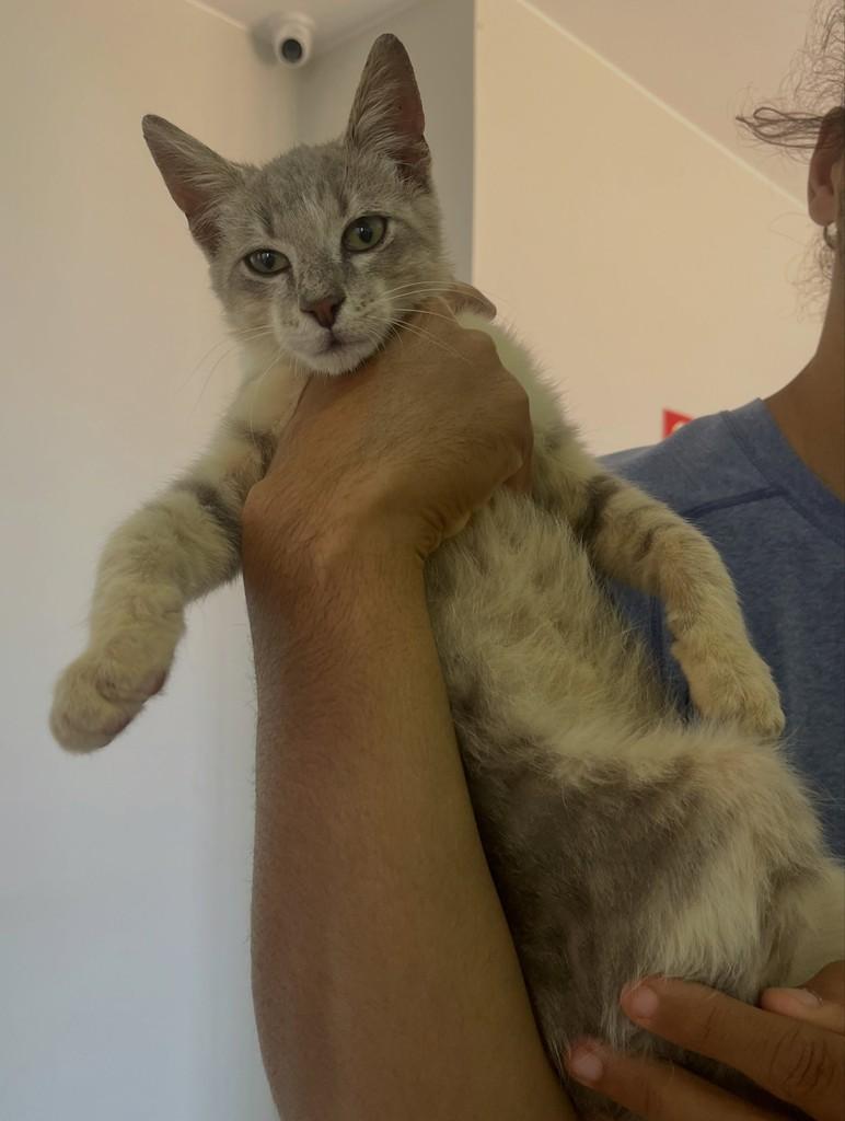 Tommy, gato de porte pequeno para adoção em Patos de Minas - MG