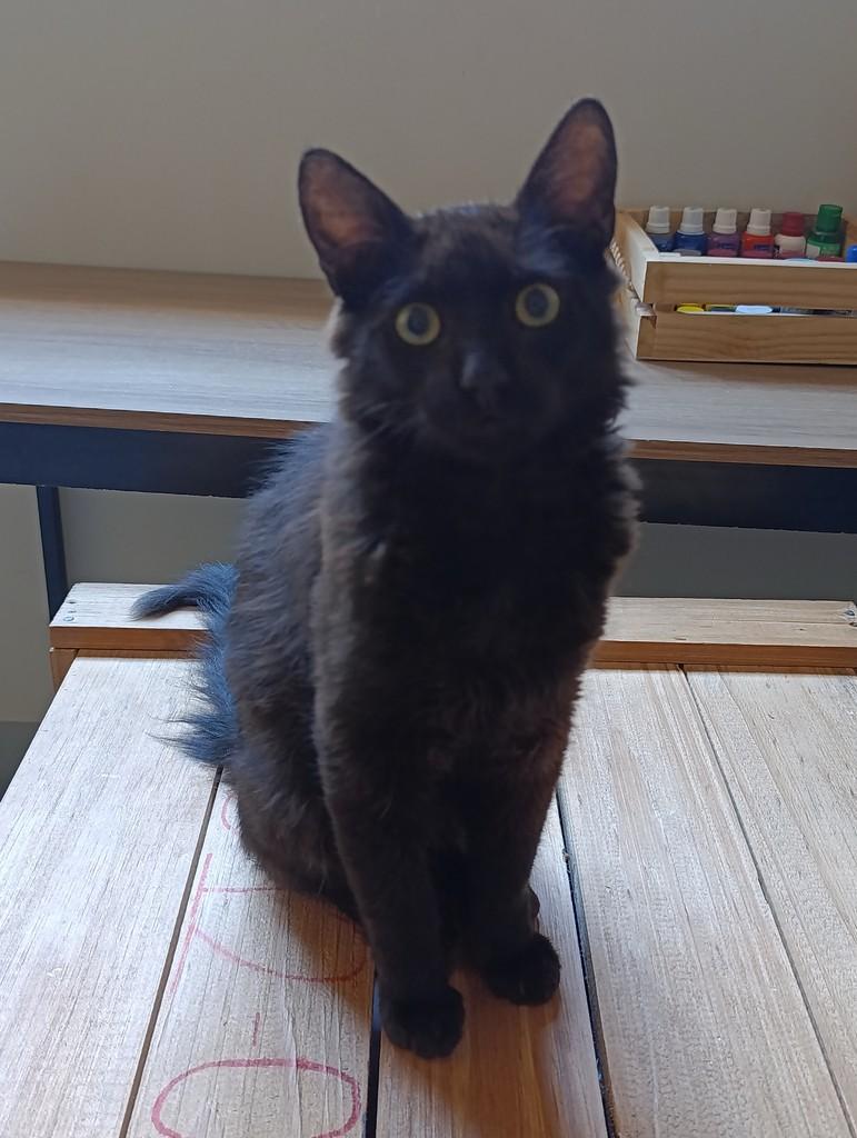 Neguim, gato de porte pequeno para adoção em Patos de Minas - MG
