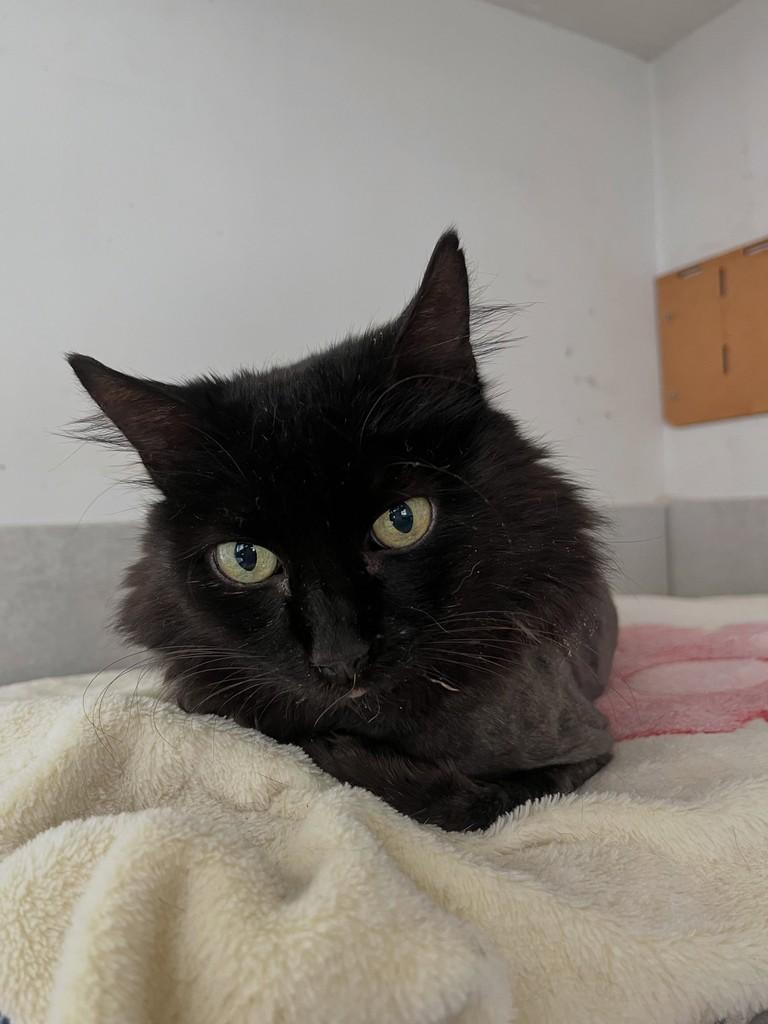 Sombra, gata de porte médio para adoção em Patos de Minas - MG