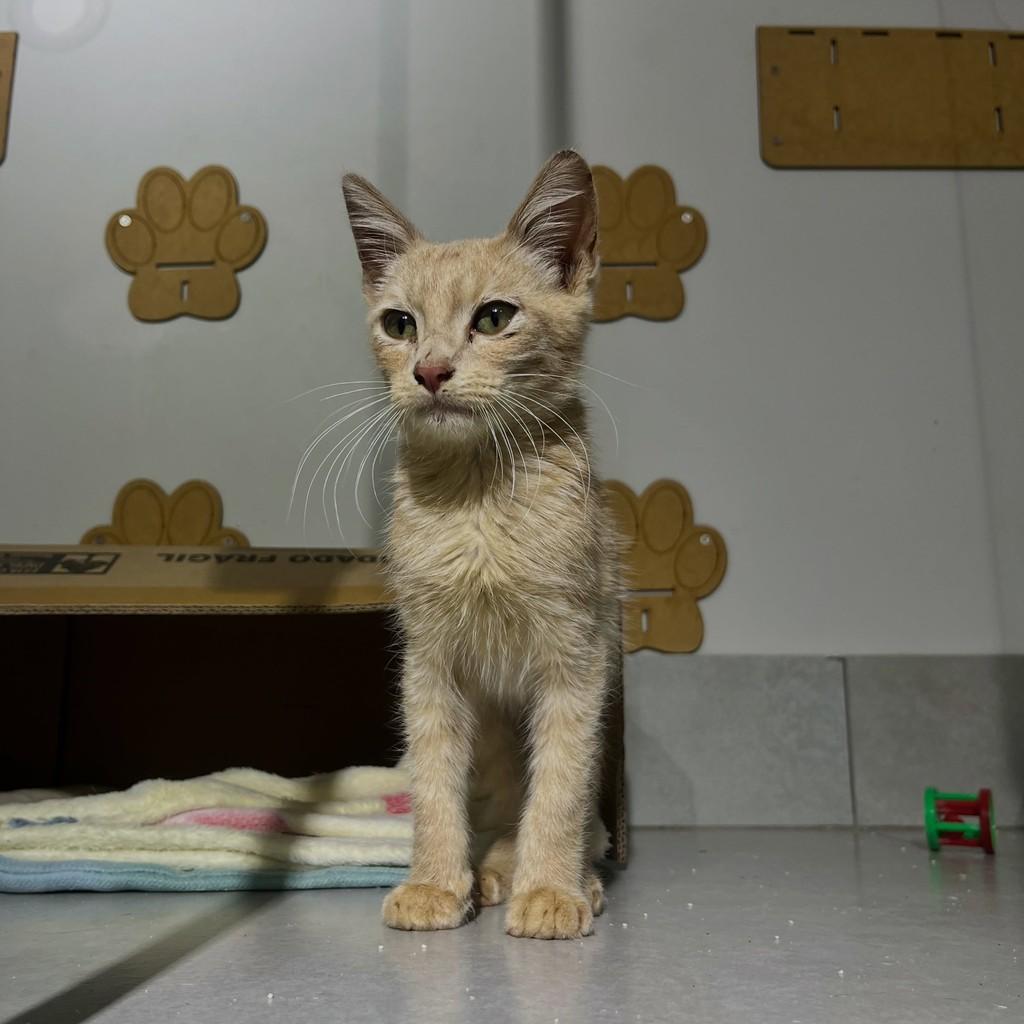 Ponkan, gato de porte pequeno para adoção em Patos de Minas - MG