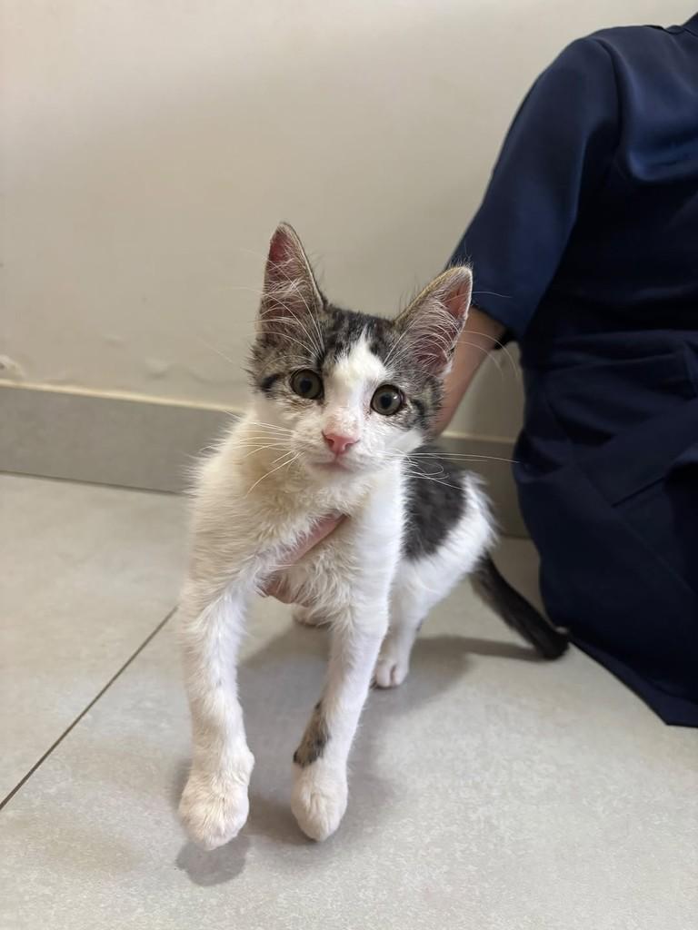 Olaf, gato de porte médio para adoção em Patos de Minas - MG
