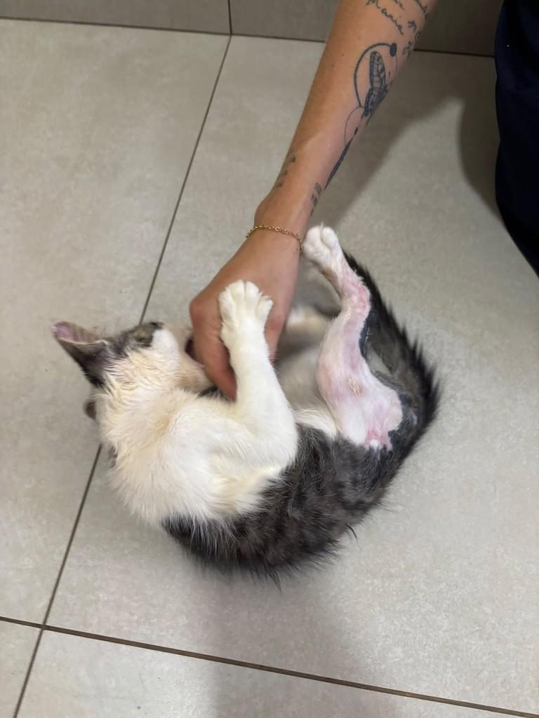 Olaf, gato de porte médio para adoção em Patos de Minas - MG — foto 2 de 3