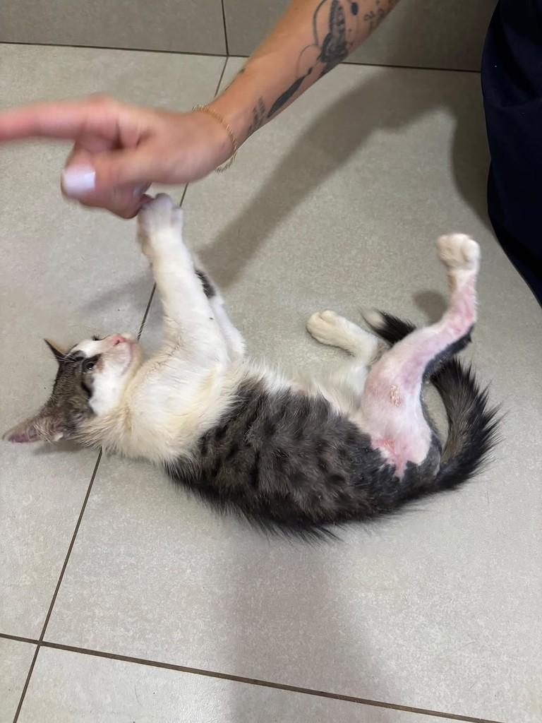 Olaf, gato de porte médio para adoção em Patos de Minas - MG — foto 3 de 3