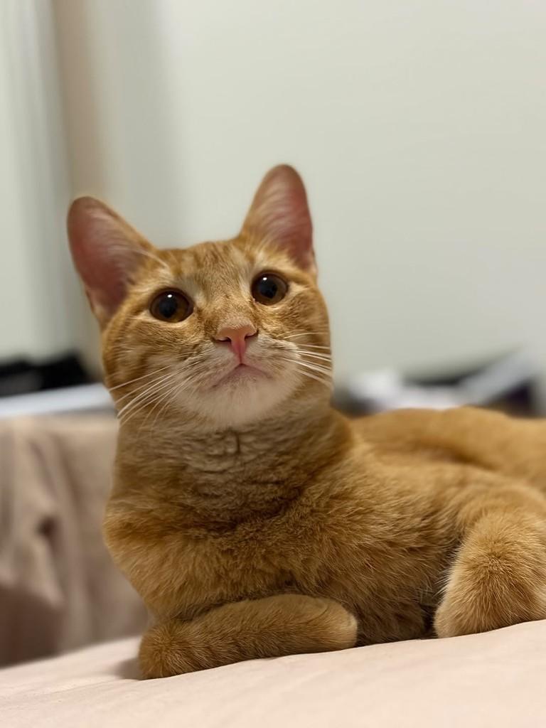 Yuki, gato de porte pequeno para adoção em Patos de Minas - MG