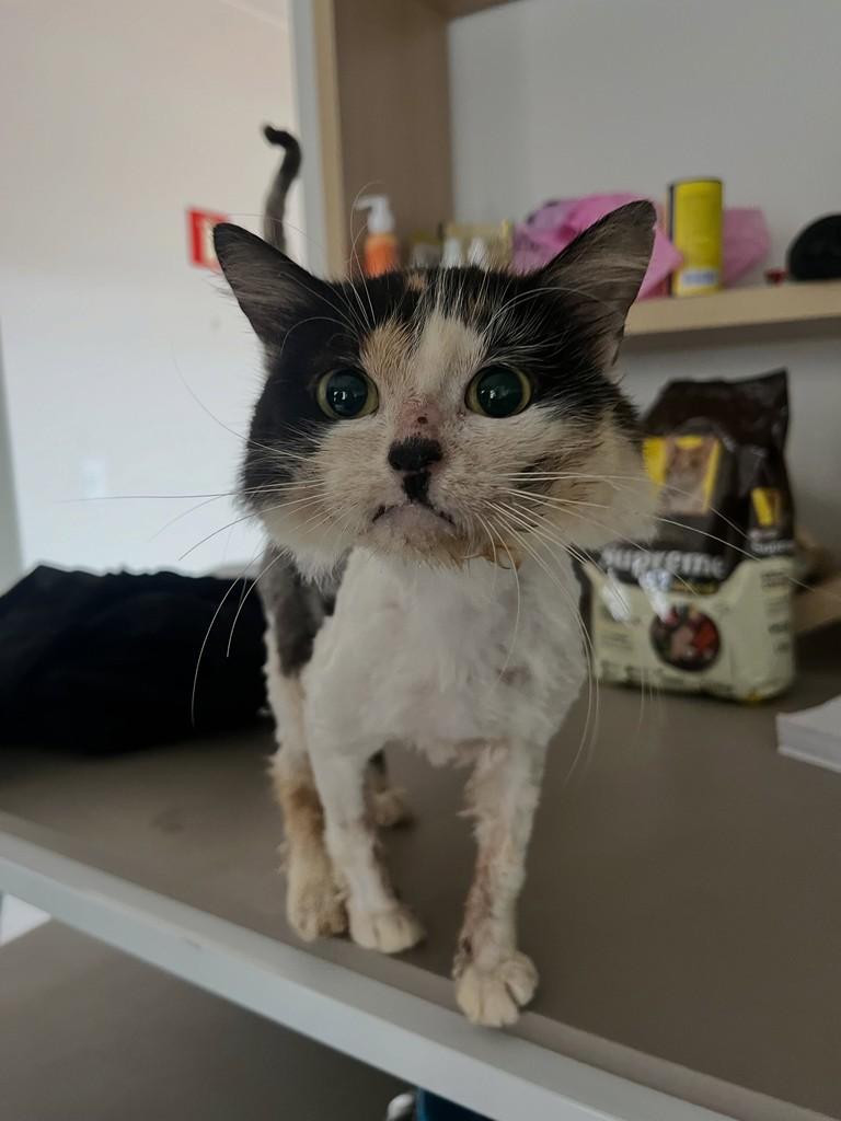 Freya, gata de porte pequeno para adoção em Patos de Minas - MG