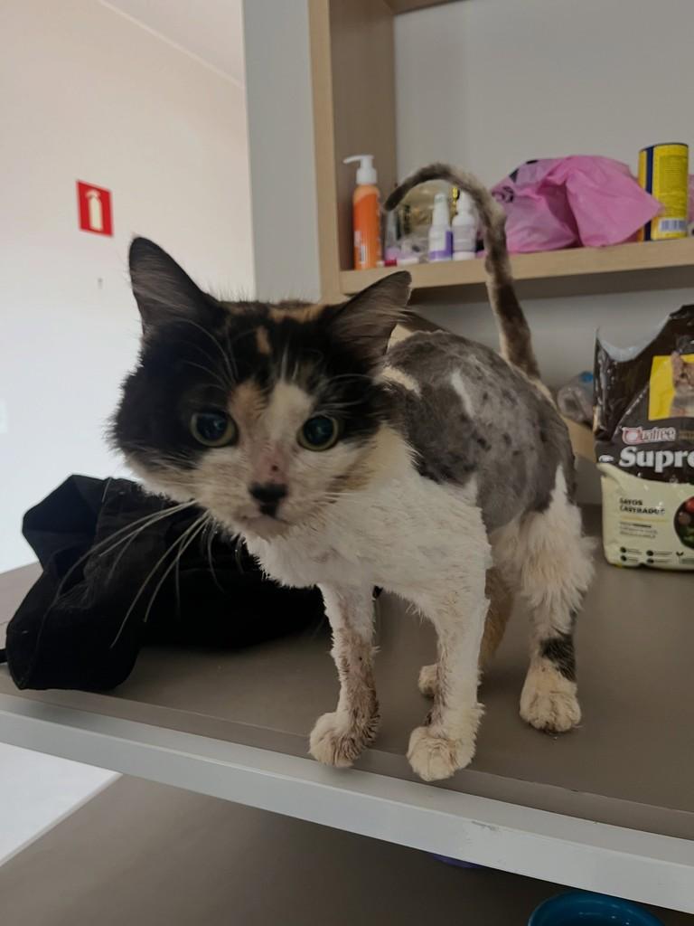 Freya, gata de porte pequeno para adoção em Patos de Minas - MG — foto 2 de 3