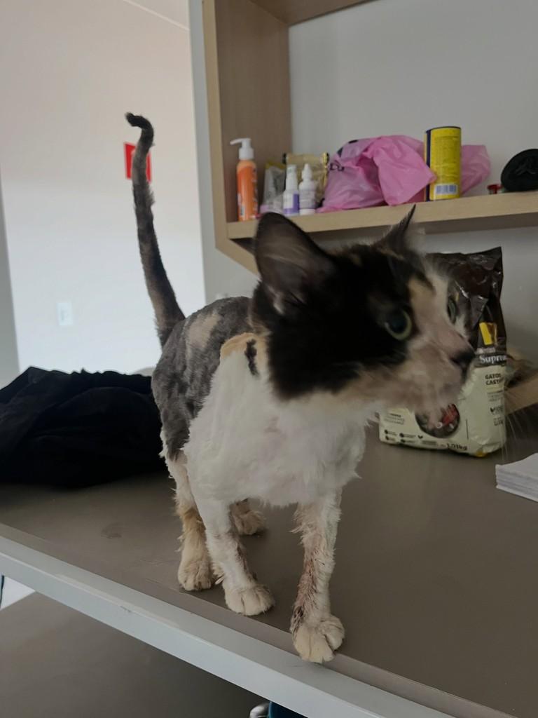 Freya, gata de porte pequeno para adoção em Patos de Minas - MG — foto 3 de 3