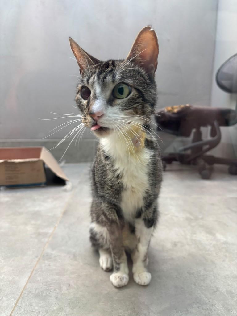 Maldini, gato de porte pequeno para adoção em Patos de Minas - MG