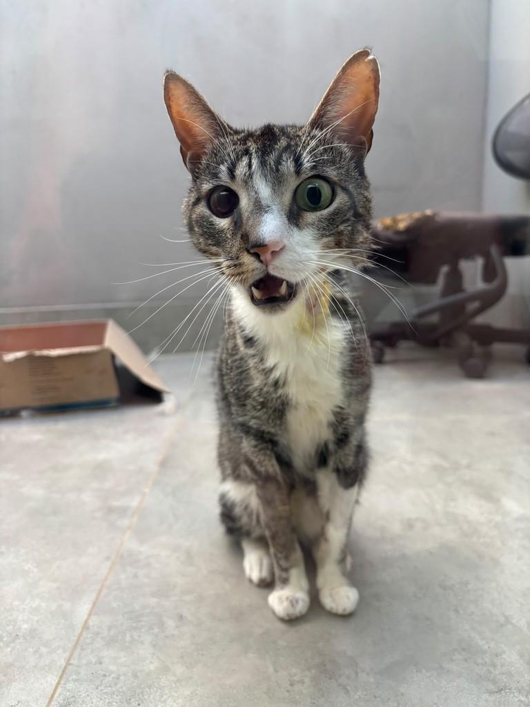 Maldini, gato de porte pequeno para adoção em Patos de Minas - MG — foto 2 de 3