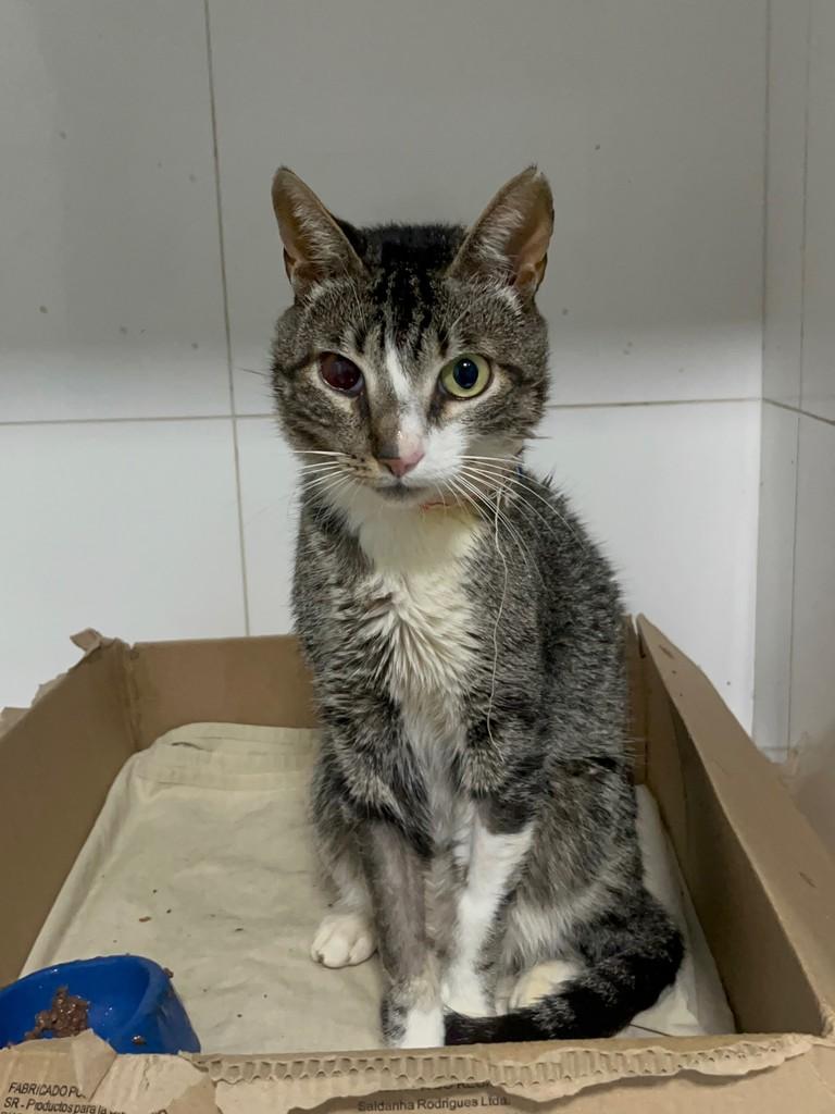Maldini, gato de porte pequeno para adoção em Patos de Minas - MG — foto 3 de 3