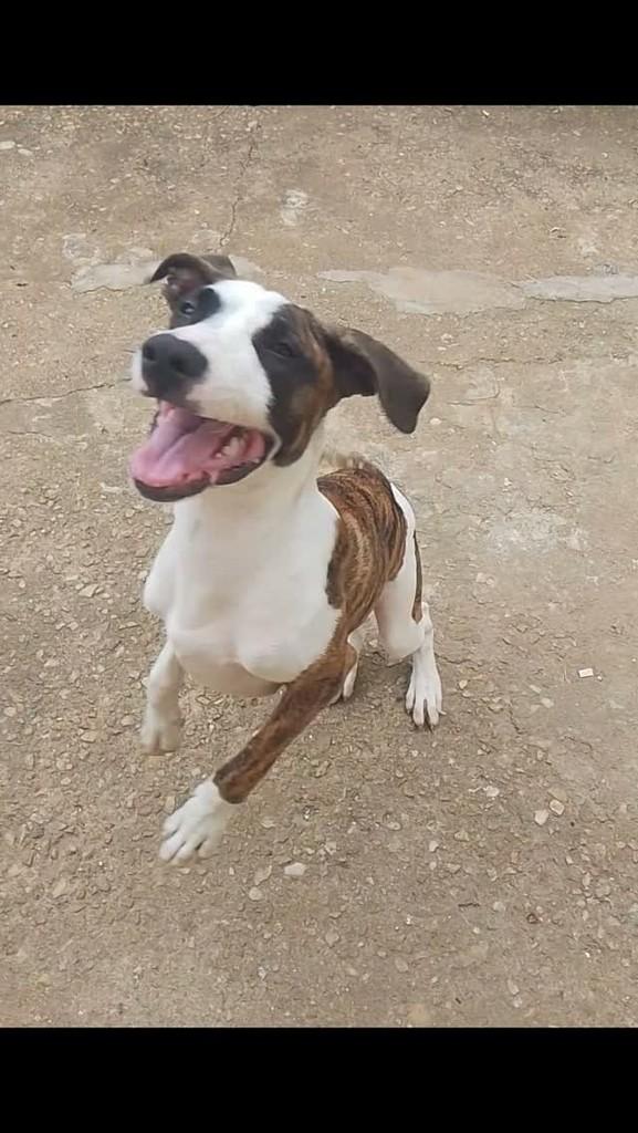 Zeus, cachorro de porte médio para adoção em Santos Dumont - MG