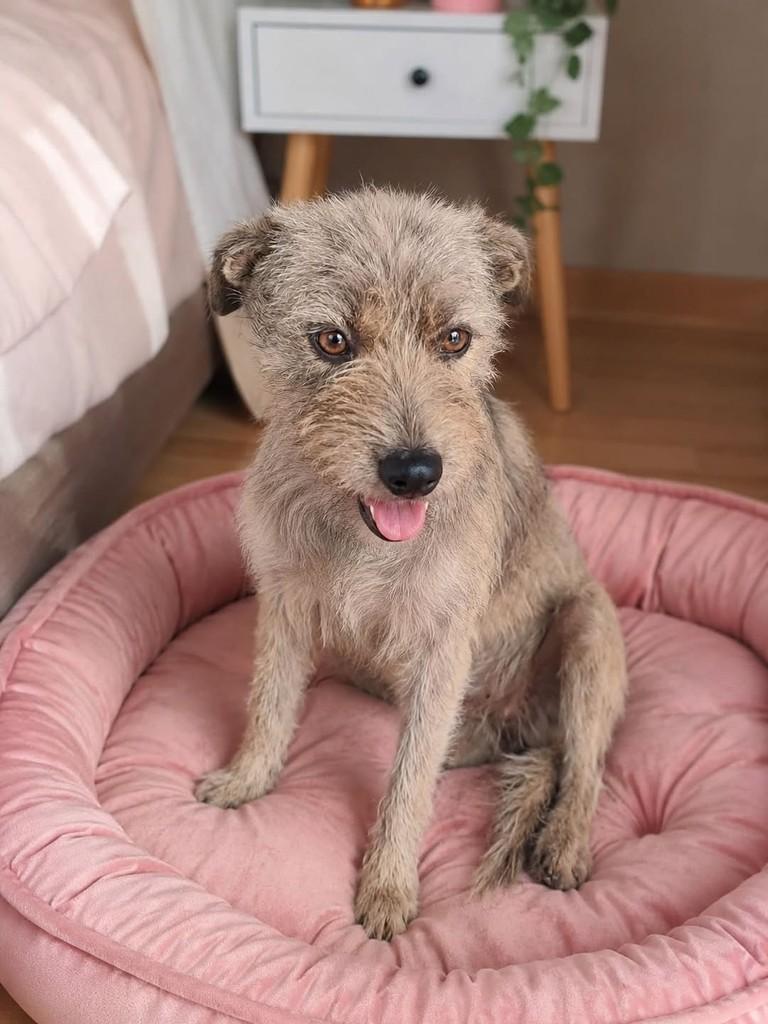 Amora, cachorro de porte pequeno para adoção em Vitória - ES