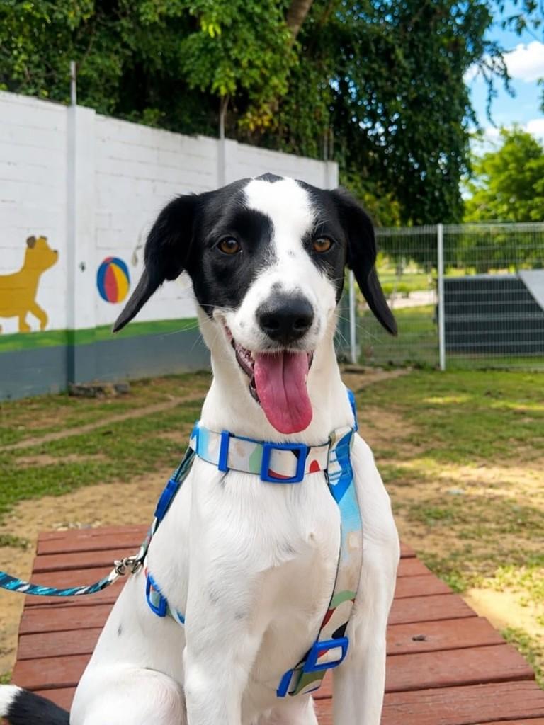 Nala, cachorro de porte médio para adoção em Vitória - ES