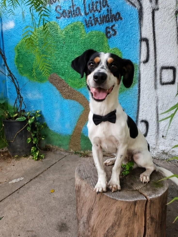 Chico, cachorro de porte pequeno para adoção em Vitória - ES