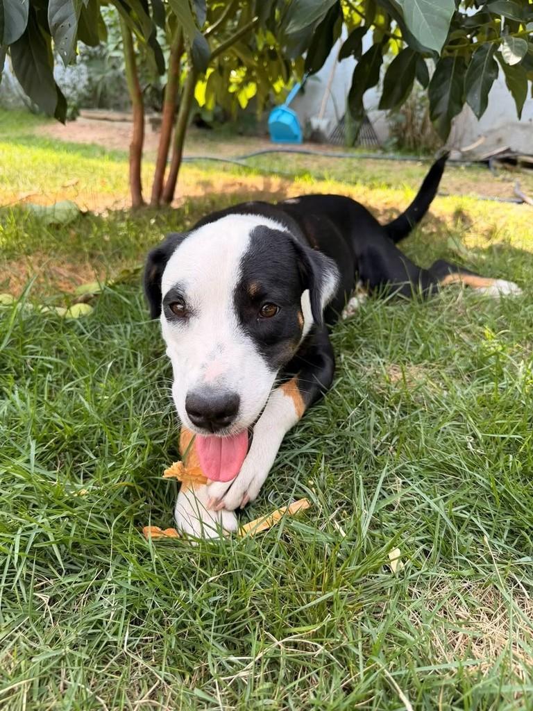 Panda, cadela de porte pequeno para adoção em Vitória - ES