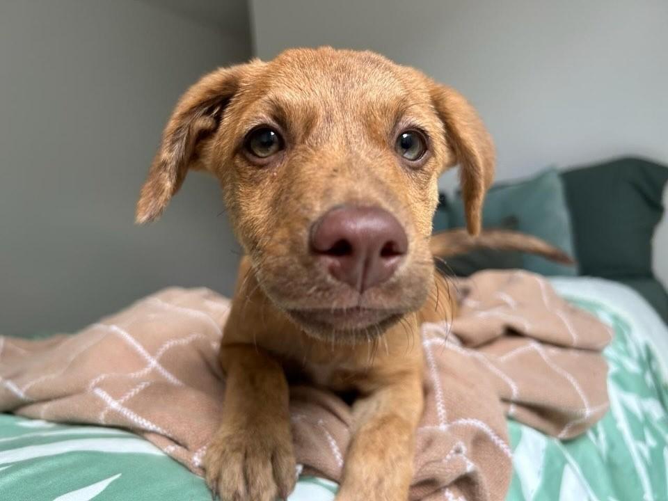 Caramelo, cachorro de porte pequeno para adoção em Vitória - ES