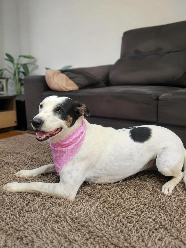 Morango, cachorro de porte grande para adoção em Vitória - ES