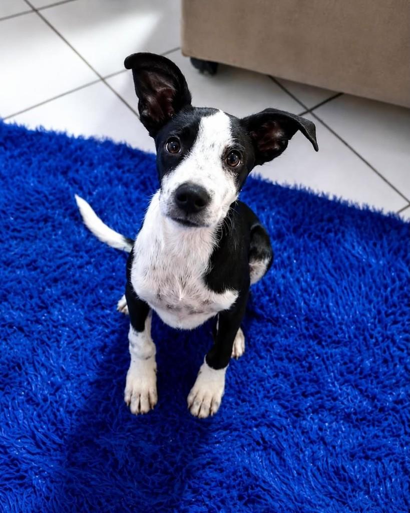 Bob, cachorro de porte médio para adoção em Cariacica - ES