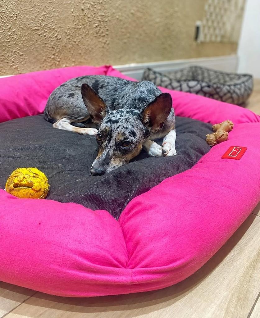 Lili, cachorro de porte pequeno para adoção em Vitória - ES