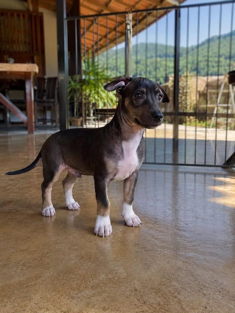 Brutus, cachorro de porte pequeno para adoção em Vitória - ES