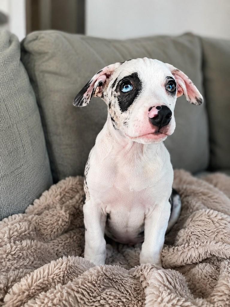 Pandora, cachorro de porte pequeno para adoção em Vitória - ES
