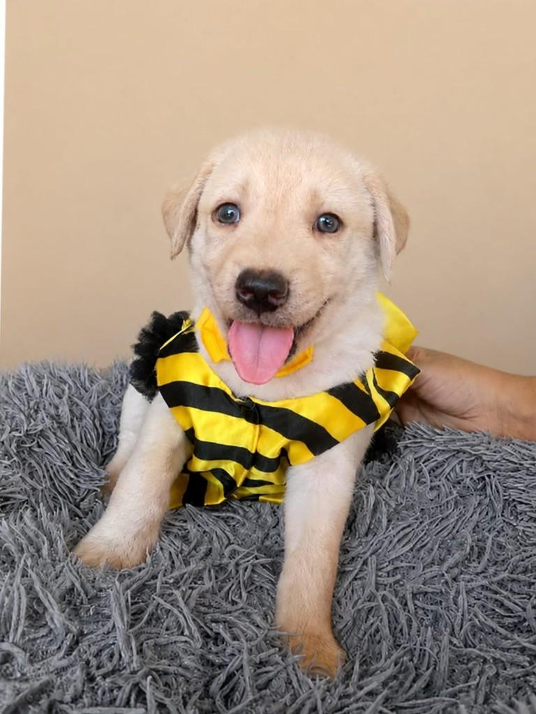 Ursinho, cachorro de porte médio para adoção em Vitória - ES