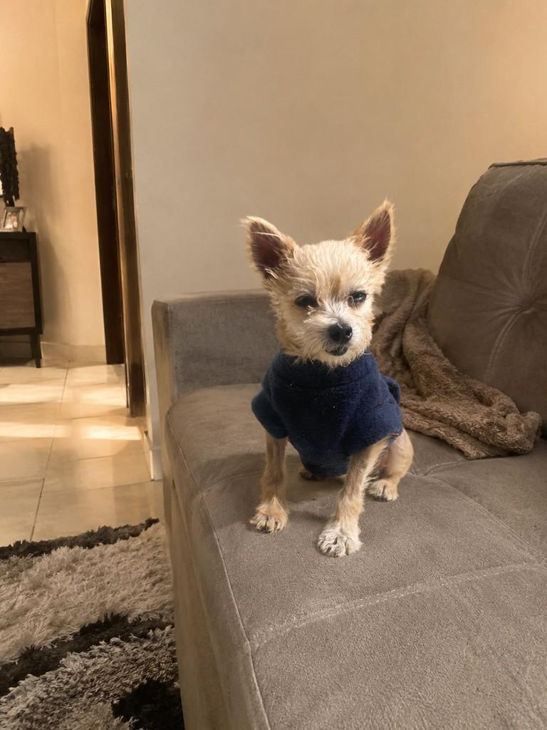 Zeca, cachorro de porte pequeno para adoção em Vitória - ES