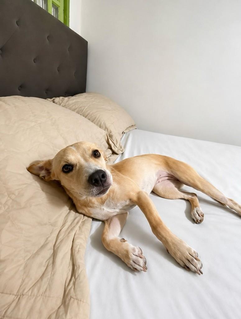 Canela, cachorro de porte pequeno para adoção em Canela - RS