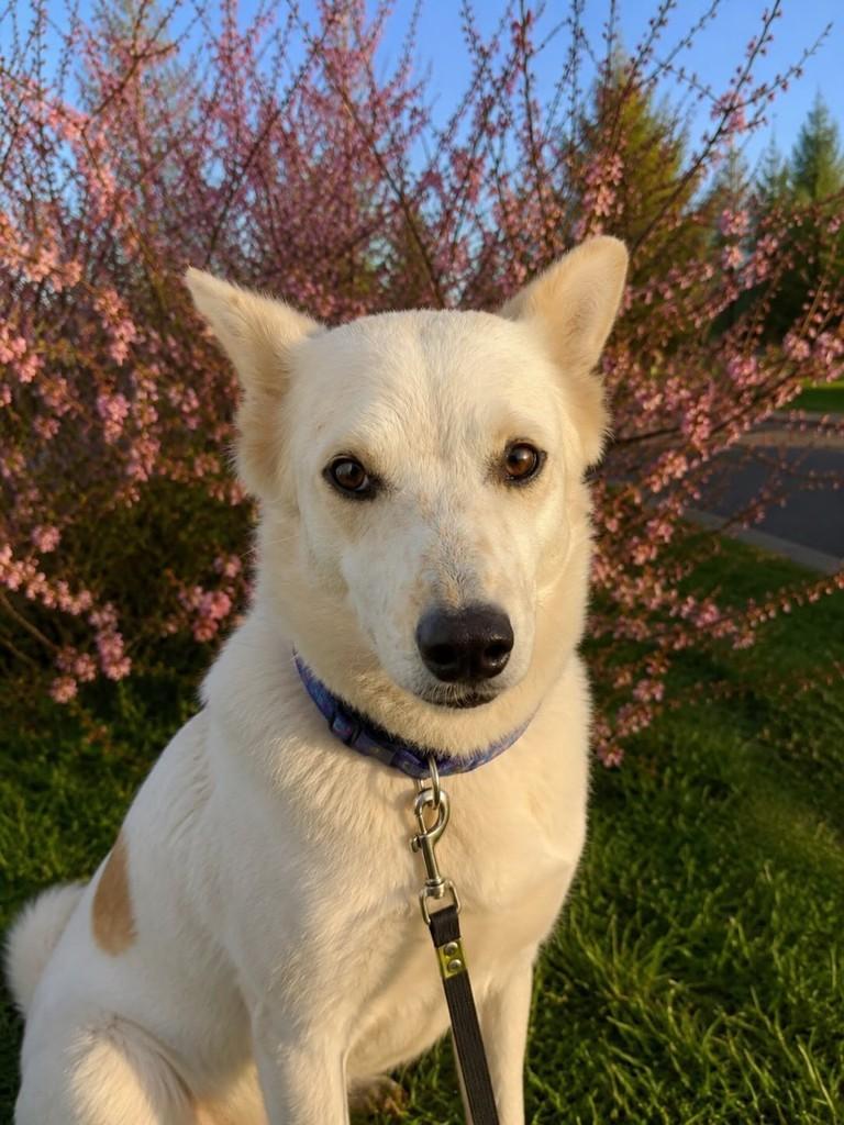 Lobinho, cachorro de porte médio para adoção em Vitória - ES