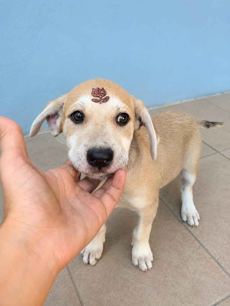 Bento, cachorro de porte médio para adoção em Vitória - ES