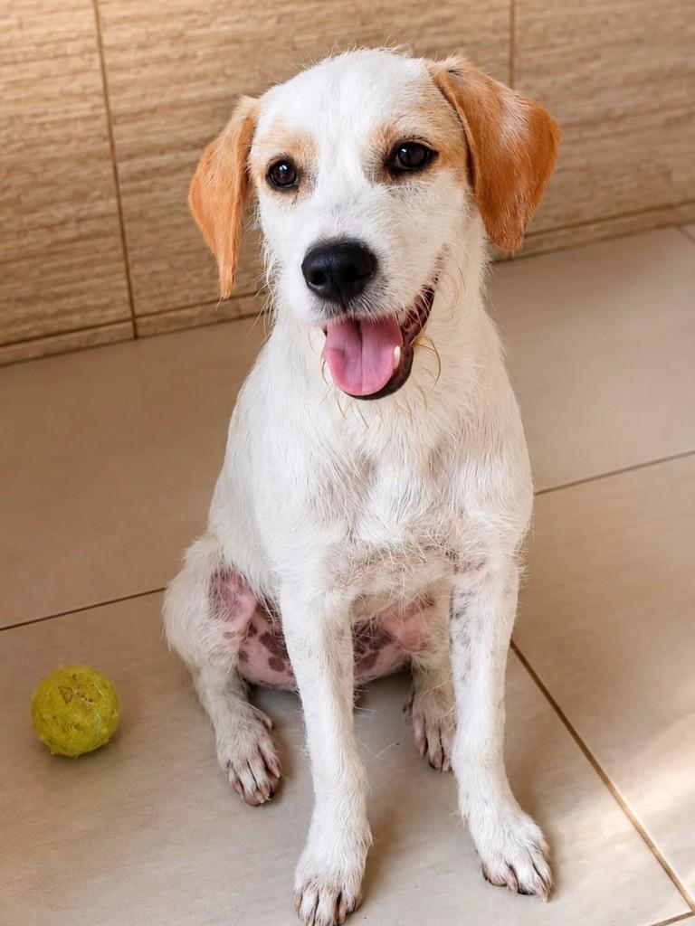 Caju, cachorro de porte médio para adoção em Vitória - ES