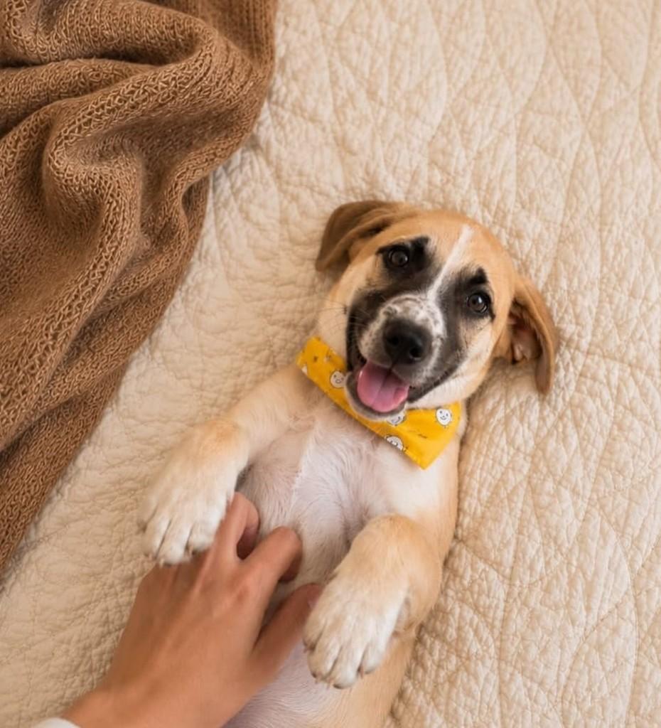 Tobias, cachorro de porte médio para adoção em Vitória - ES
