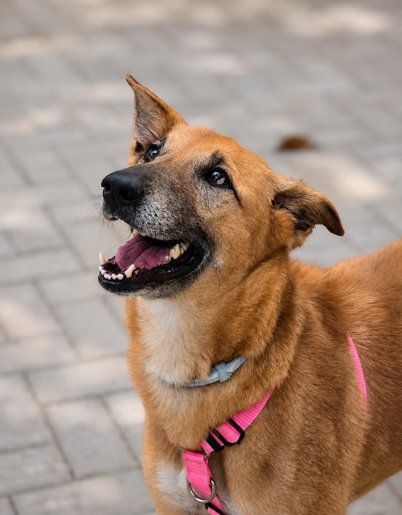 Darcy, cadela de porte médio para adoção em Vitória - ES