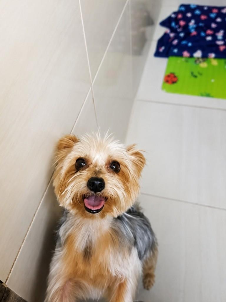 Nino, cachorro de porte pequeno para adoção em Vitória - ES
