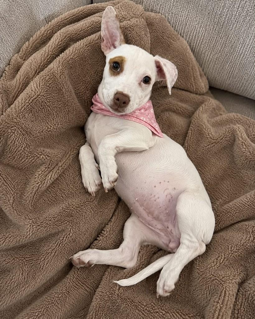 Nalu, cachorro de porte pequeno para adoção em Vitória - ES