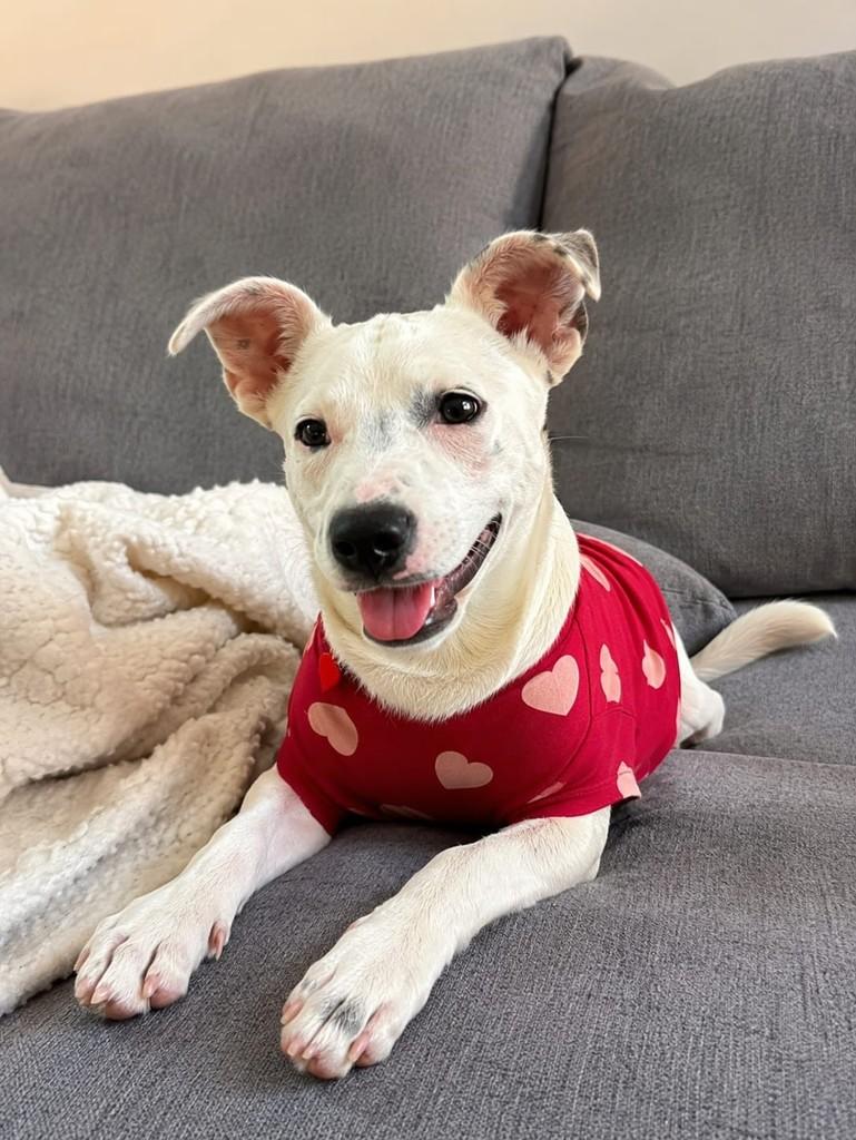 Zara, cadela de porte pequeno para adoção em Vitória - ES