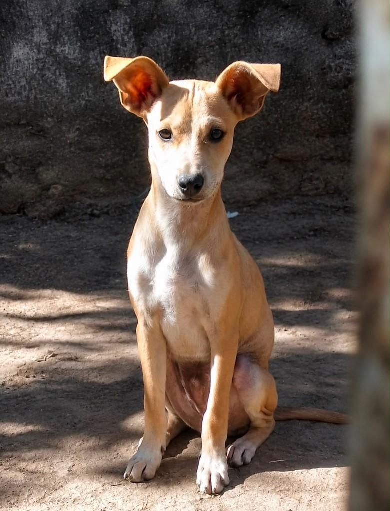 Rafinha, cachorro de porte pequeno para adoção em Vitória - ES