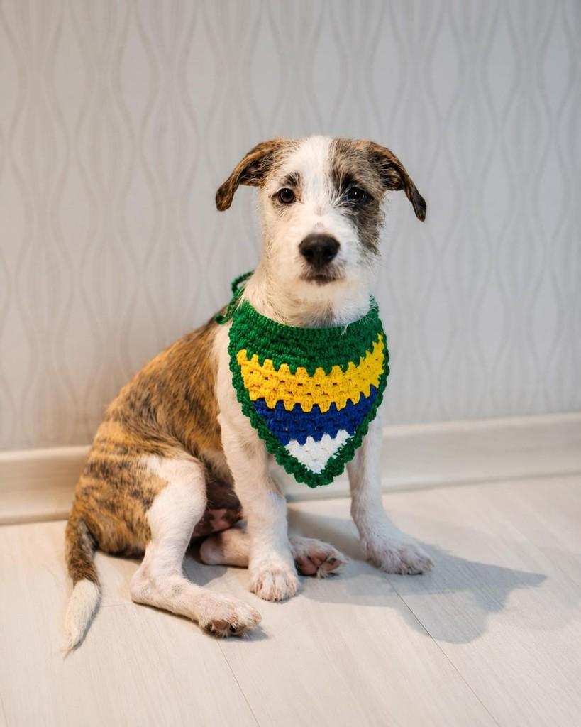 Fiapinho, cachorro de porte médio para adoção em Vitória - ES