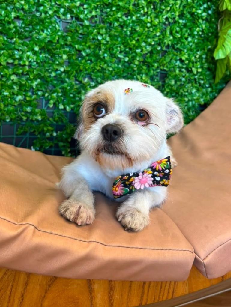 Branca, cachorro de porte pequeno para adoção em Vitória - ES
