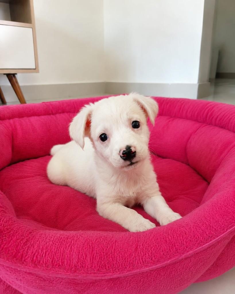 Neve, cachorro de porte médio para adoção em Vitória - ES