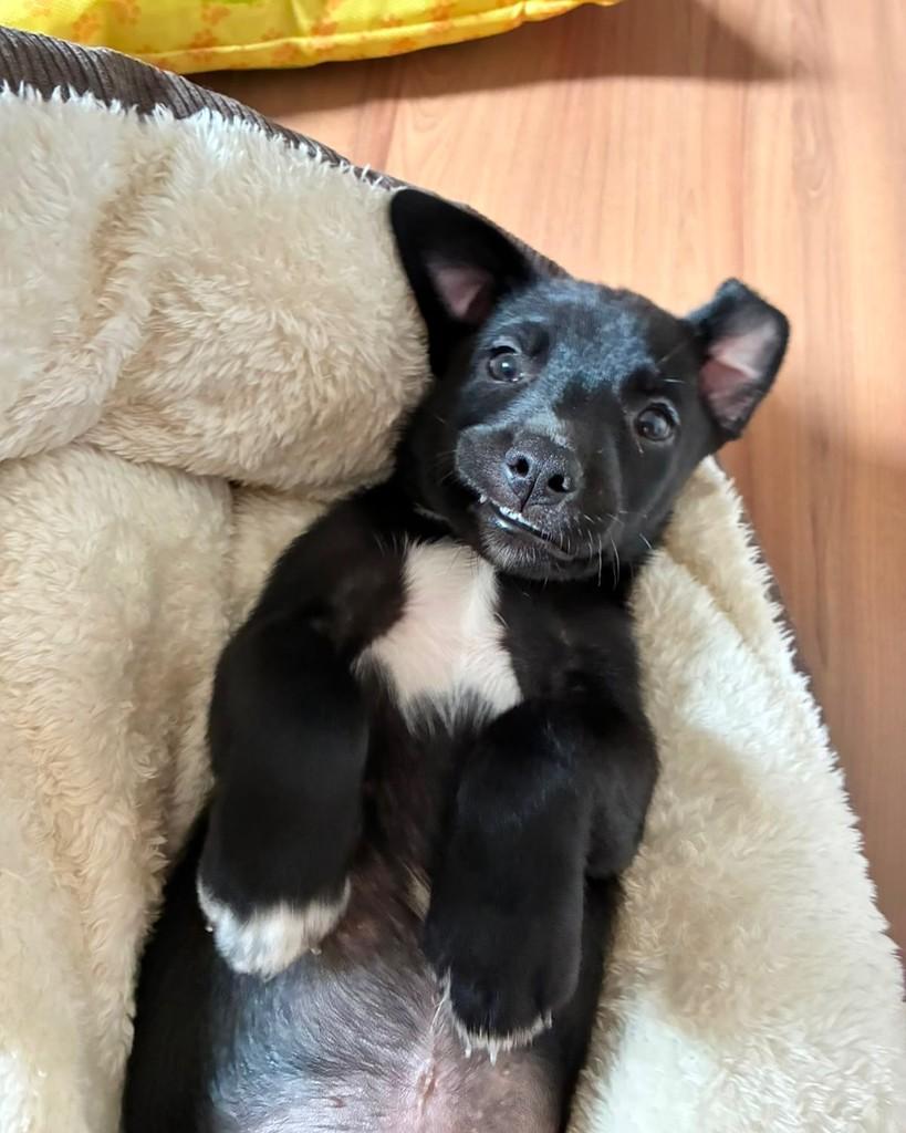 Bruce, cachorro de porte médio para adoção em Vitória - ES