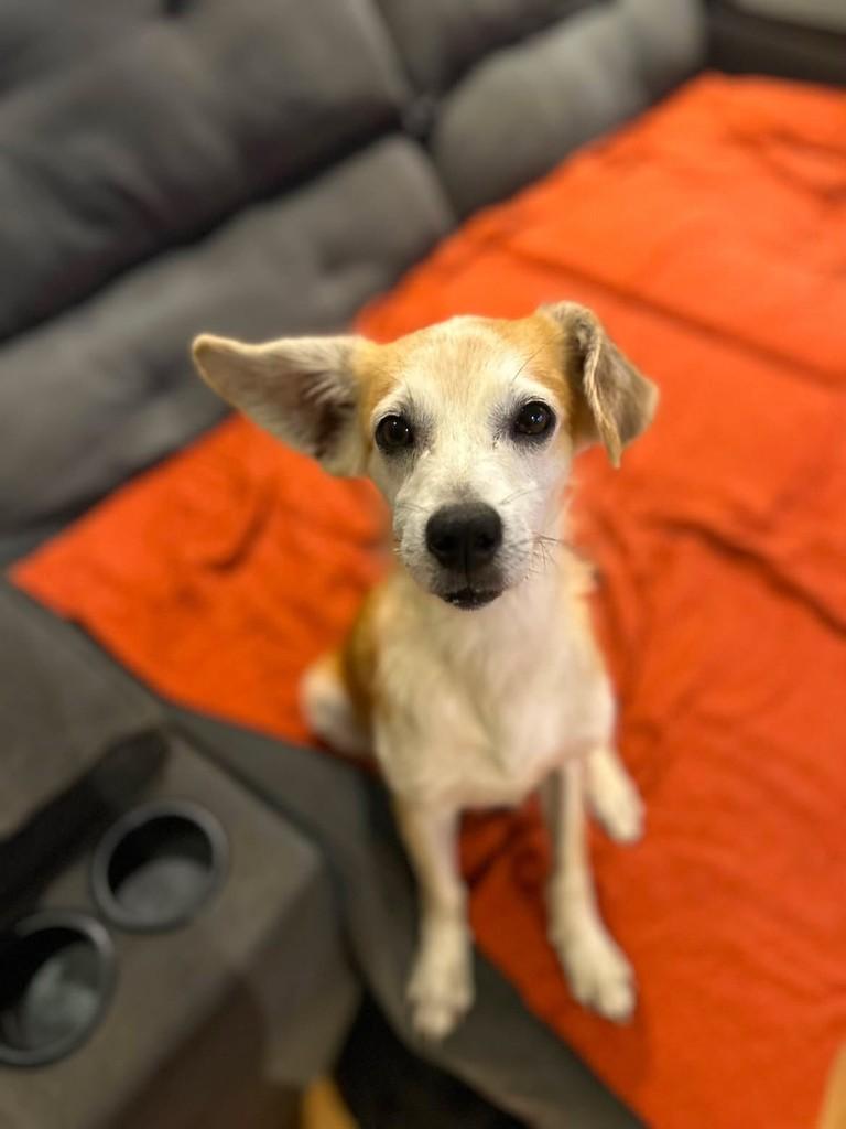 Canjica, cachorro de porte médio para adoção em Vitória - ES