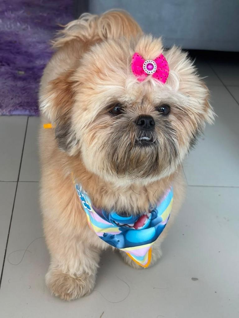 Sky, cachorro de porte pequeno para adoção em Vitória - ES