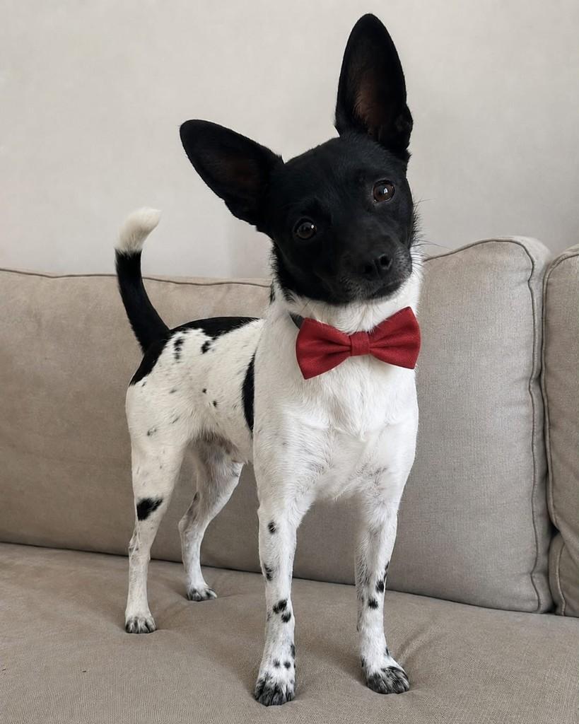 Nico, cachorro de porte pequeno para adoção em Vitória - ES